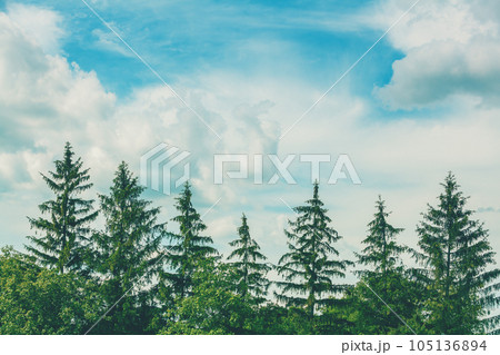 Row of fir trees against a blue cloudy sky. Nature background Row of fir trees against a blue cloudy sky. Nature background 105136894