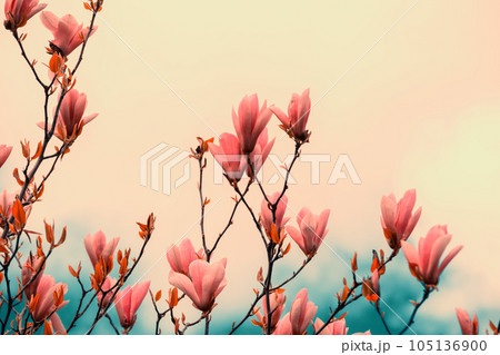 Blooming magnolia flowers. Spring. Natural vintage flowers background Blooming magnolia flowers. Spring. Natural vintage flowers background 105136900