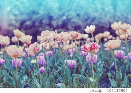 Tulips flowers field in spring. Colorful blooming tulips. Floral nature background 105136902