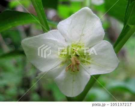 ひっそりと咲くホオズキの花 105137217