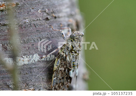 ニイニイゼミ　さくらの木　7月中旬 105137235