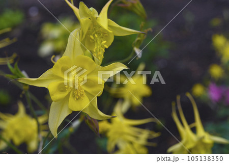 Aquilegia. Ranunculaceae. Yellow flowers of aquilegia in the summer garden. 105138350