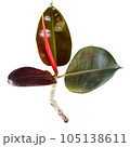 Ficus elastica or rubber plant isolated on white background with clipping path 105138611