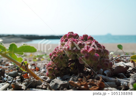 海岸の砂地に自生するハマボウフウ（浜防風） 105138898
