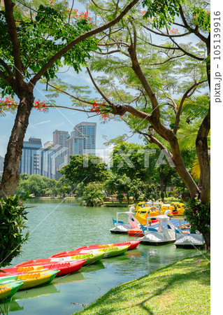 Lumpini Park green forest lake in Bangkok, Thailand Lumpini Park green forest lake in Bangkok, Thailand 105139916