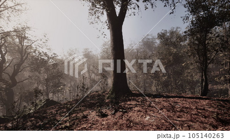 fantasy moody forest in autumn 105140263