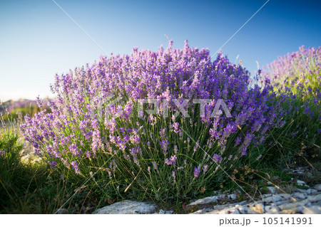 True lavender (lavandula angustifolia) in provence 105141991