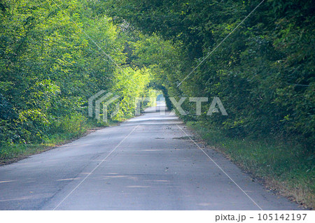 Natural arch from green trees besides road 105142197