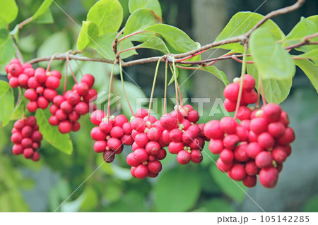 Row of ripe fruits of red schizandra with green leaves 105142285
