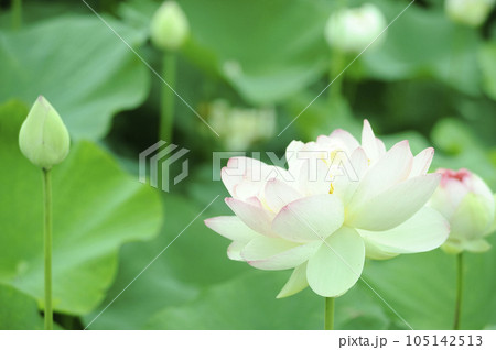 田園でみたハスの花 105142513