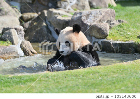 楽しそうに水浴びをする陽浜 楽しそうに水浴びをする陽浜 105143600