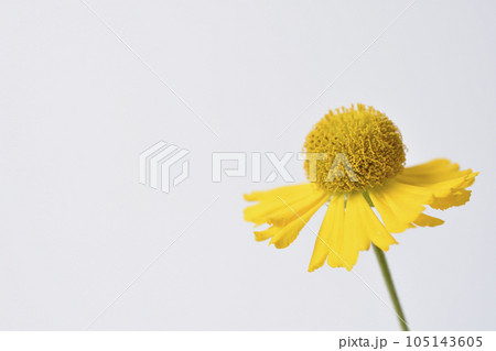 団子菊 団子菊 105143605
