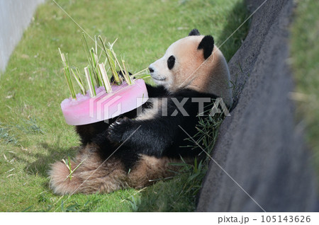 氷のケーキを独占する陽浜 105143626