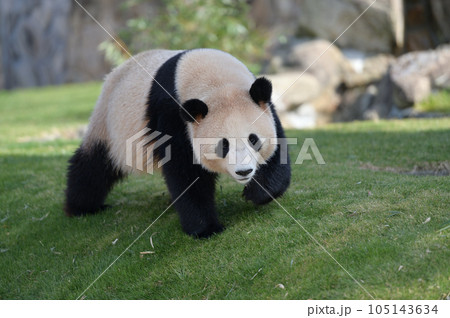お散歩中の陽浜 105143634