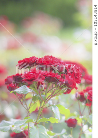 バラ　品種：ラバグルート 105143814