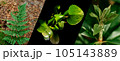 Green banner with the image of different plants. Forest plants kolage. Beautiful green plants background for presentation. Rhododendron and fern. Juicy green leaves. 105143889