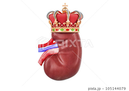 Human kidney with golden crown, 3D rendering 105144079