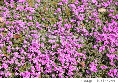 シバザクラの花 満開 シバザクラの花 満開 105144244