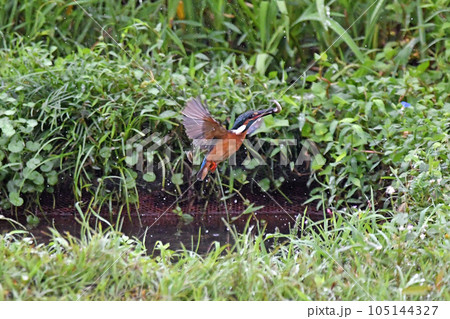 カワセミがエサを捕食した瞬間。 105144327