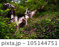 ～倒木賛歌～　ツリフネソウ 105144751