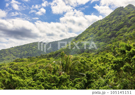 ヤエヤマヤシ群落 (10月　石垣島　晴れ) 105145151