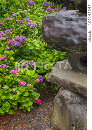 【雨】紫陽花と石灯籠【弘長寺】 105145347