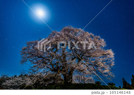 岡山 醍醐桜　～星月夜～ 105146148