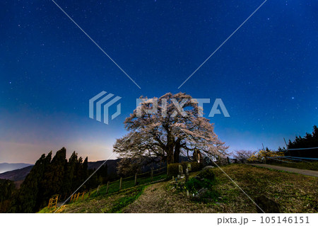 岡山 醍醐桜 ~星景~ 岡山 醍醐桜 ~星景~ 105146151