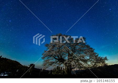 岡山 醍醐桜 ~星景~ 岡山 醍醐桜 ~星景~ 105146155