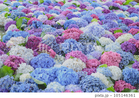 カラフルな紫陽花 105146361