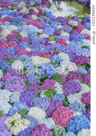 落葉低木の紫陽花 落葉低木の紫陽花 105146693