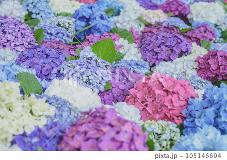 落葉低木の紫陽花 落葉低木の紫陽花 105146694