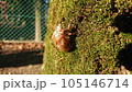 セミのヌケガラ 105146714