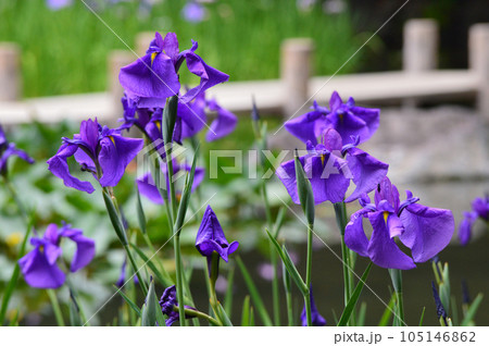 6月早朝の京都市平安神宮 神苑の花菖蒲 105146862