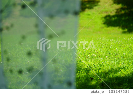 芝生の庭が見える窓際のレースのカーテン 105147585