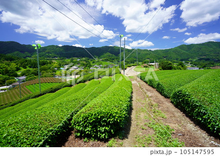梅雨の晴れ間・爽やかな和束の茶畑 105147595