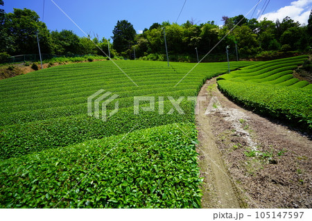 梅雨の晴れ間・爽やかな和束の茶畑 梅雨の晴れ間・爽やかな和束の茶畑 105147597
