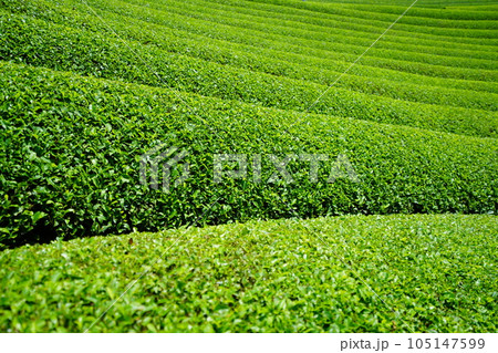 梅雨の晴れ間・爽やかな和束の茶畑 105147599
