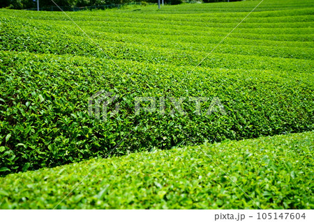 梅雨の晴れ間・爽やかな和束の茶畑 105147604