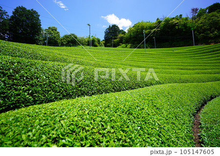 梅雨の晴れ間・爽やかな和束の茶畑 105147605