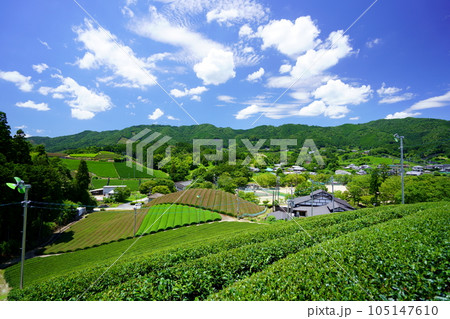 梅雨の晴れ間・爽やかな和束の茶畑 105147610