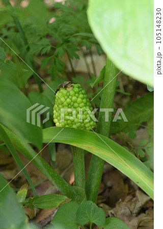 ムサシアブミ 果実 ムサシアブミ 果実 105148230