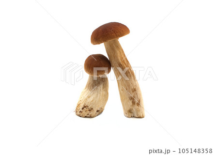 Penny Bun (Boletus edulis) isolated on white Penny Bun (Boletus edulis) isolated on white 105148358