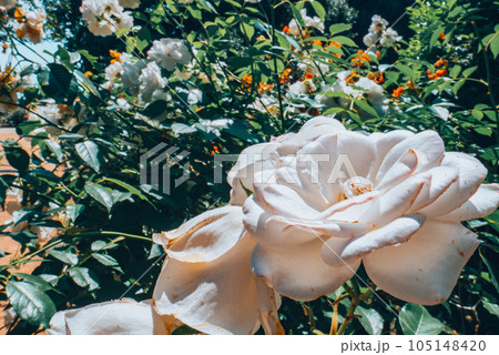 White roses. Garden with flowers, roses. White roses. Garden with flowers, roses. 105148420