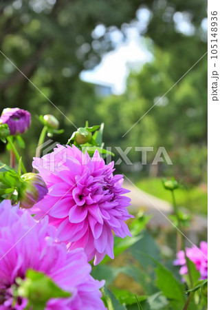 ピンク色のダリアの花 ピンク色のダリアの花 105148936