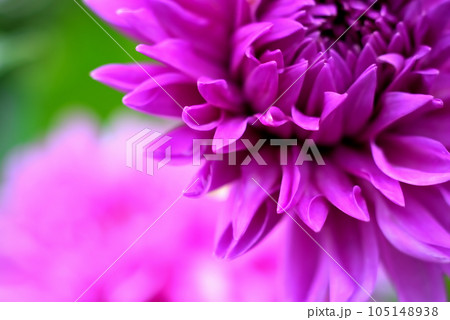ピンク色のダリアの花 ピンク色のダリアの花 105148938