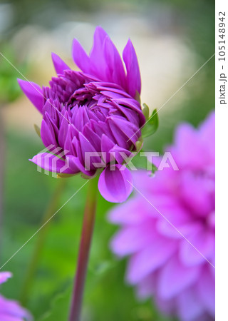 ピンク色のダリアの花 ピンク色のダリアの花 105148942