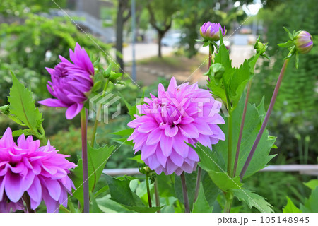 ピンク色のダリアの花 ピンク色のダリアの花 105148945