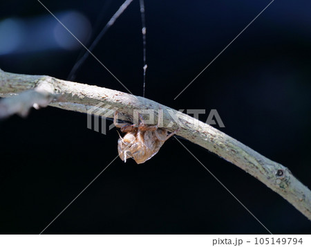 柿の枝についたセミの抜け殻 105149794