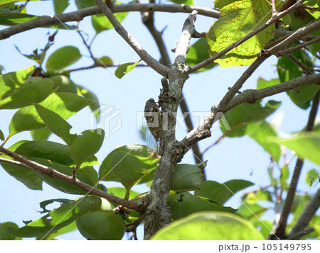柿の木に止まったセミ 105149795